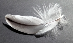bird-feather-2620157_960_720.jpg